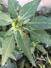 Allograpta obliqua