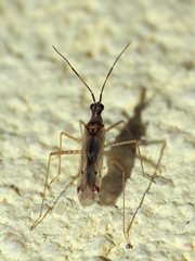Dicyphus