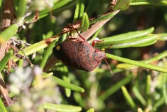 Solenosthedium bilunatum