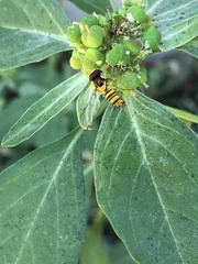 Allograpta obliqua