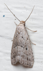 Hypenodes fractilinea