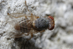 Prosopomyia pallida