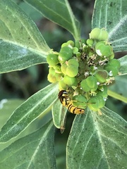 Allograpta obliqua