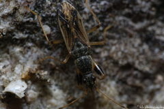 Paraparomius leptopoides