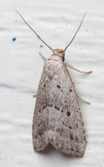 Hypenodes fractilinea