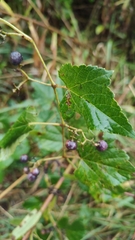 Ampelopsis cordata