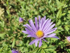 Aster amellus