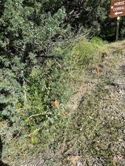 Sphaeralcea incana