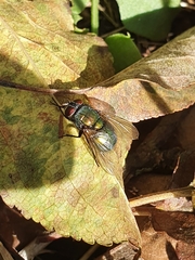 Lucilia sericata