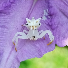 Epicadus heterogaster