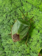 Palomena prasina