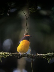 Euphonia anneae
