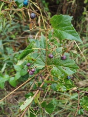 Ampelopsis cordata