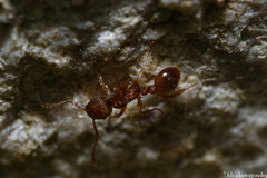 Myrmica