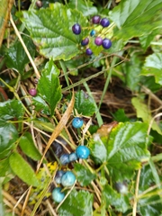 Ampelopsis cordata