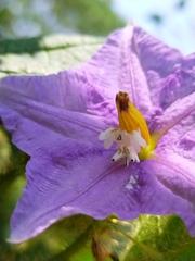 Epicadus heterogaster