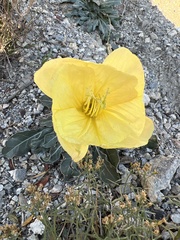 Oenothera primiveris