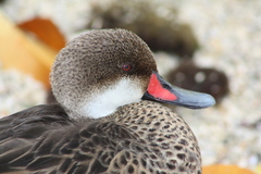 Anas bahamensis galapagensis