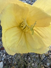 Oenothera primiveris