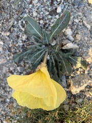 Oenothera primiveris