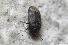 Ochetostethus