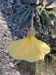 Oenothera primiveris