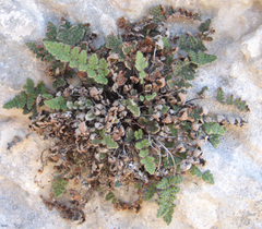 Myriopteris gracilis