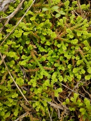 Selaginella denticulata