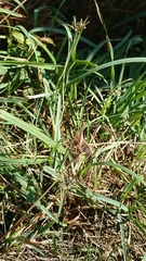 Platycleis albopunctata