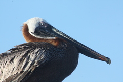 Pelecanus occidentalis urinator