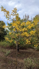 Robinia pseudoacacia