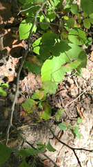 Crataegus marshallii