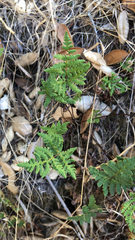 Pentagramma triangularis