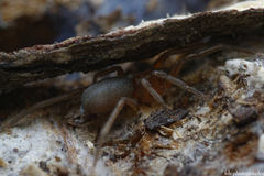 Dysdera