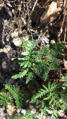 Pentagramma triangularis