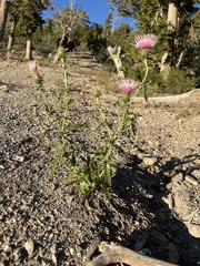 Cirsium arizonicum