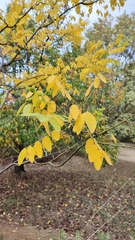 Robinia pseudoacacia