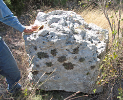 Myriopteris gracilis