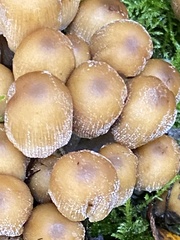 Coprinellus micaceus