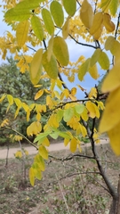 Robinia pseudoacacia