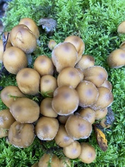 Coprinellus micaceus