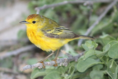 Setophaga petechia aureola