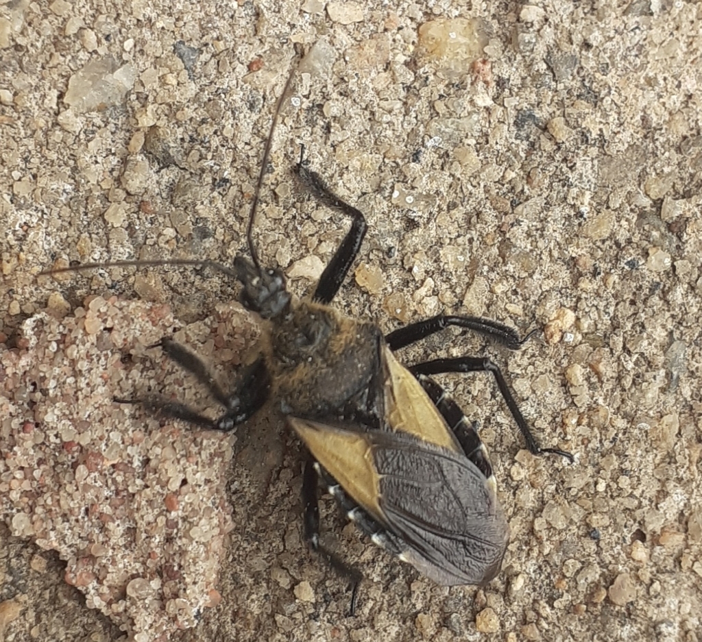 Apiomerus flavipennis