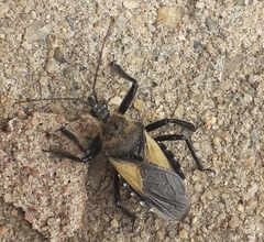 Apiomerus flavipennis