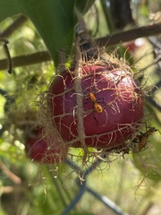 Leptoglossus zonatus