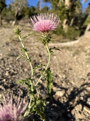 Cirsium arizonicum
