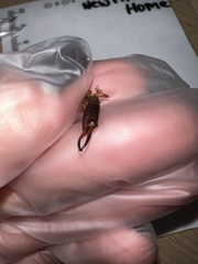 Forficula auricularia