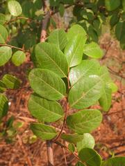 Phyllanthus muellerianus