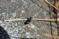 Elaphroptera
