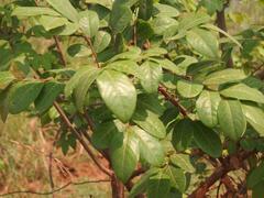 Phyllanthus muellerianus